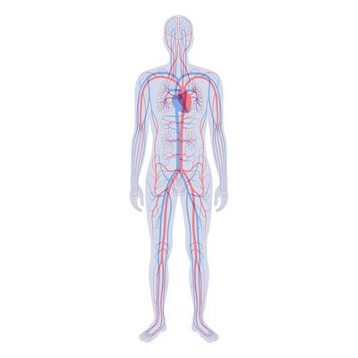CIRCULATORY SYSTEM CLEANSING AND MAINTENANCE ATTUNEMENT - by Hari Andri Winarso - 2023
