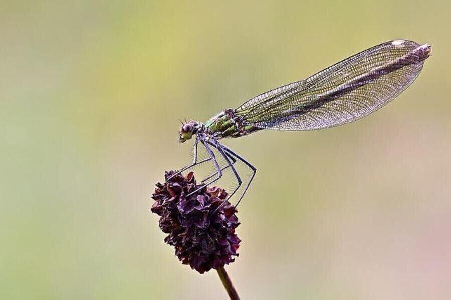 RAINBOW DRAGONFLY REIKI - REGEBOGEN LIBELLE REIKI - MANUAL IN ENGLISH OR IN GERMAN