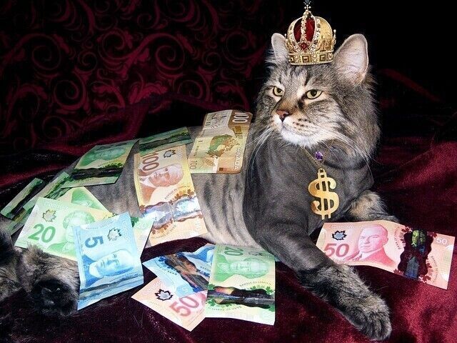 Geldkatze - Money Cat - magischer Magnet für Geld - Ekaterina Fedosova -  HANDBUCH IN DEUTSCHER SPRACHE
