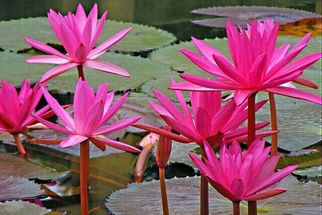 Sweet Lotus of Beauty Reiki - Ekaterina Fedosova - HANDBUCH IN DEUTSCHER SPRACHE