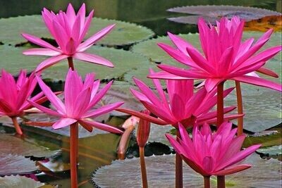 Sweet Lotus of Beauty Reiki - Ekaterina Fedosova - HANDBUCH IN DEUTSCHER SPRACHE