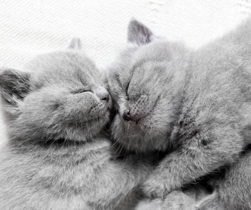 Der Schlaf der Katze Reiki  - Ekaterina Fedosova - HANDBUCH IN DEUTSCHER SPRACHE