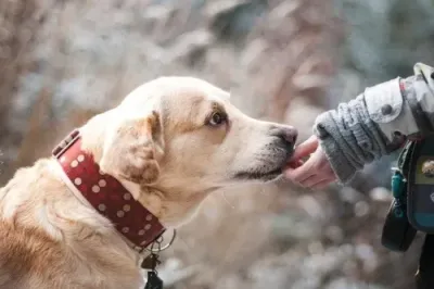 Echte Tierkommunikations-Spülung Reiki  - animal real communication flush reiki - Manual in English or in German