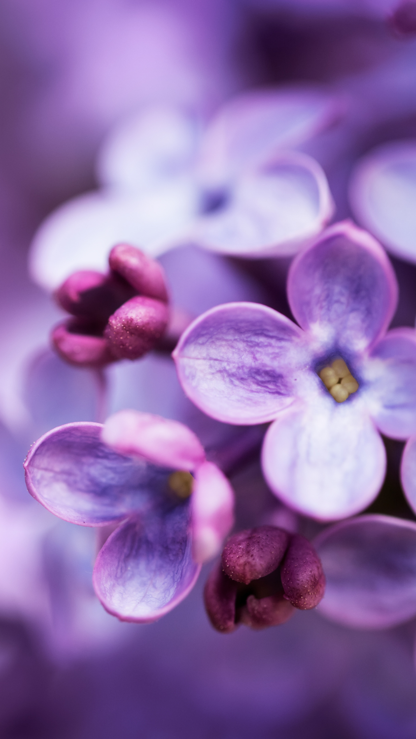Flieder Reiki  –  Silvia Meerle Opali Dentler & Rainer Marock