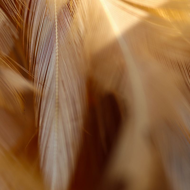 Die Feder des Feuervogels - Die Feder des Feuervogels - " Geld , Erfolg , Glück " - Ekaterina Fedosova - ?? Deutsch