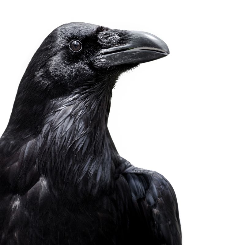 CORVUS CORAX – Lavinia Sina Szendrei ?? Deutsch