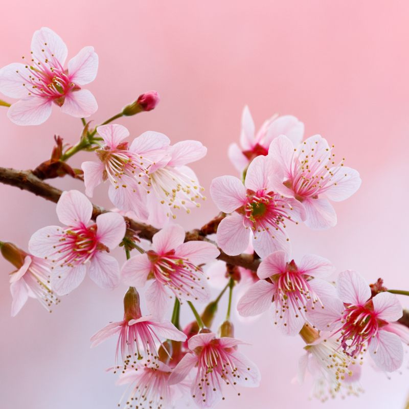 FLOWER BLOOM VIBRATIONS - by Argandini Titisari FLOWER BLOOM VIBRATIONS - by Argandini Titisari