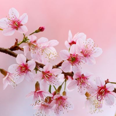 FLOWER BLOOM VIBRATIONS - by Argandini Titisari FLOWER BLOOM VIBRATIONS - by Argandini Titisari