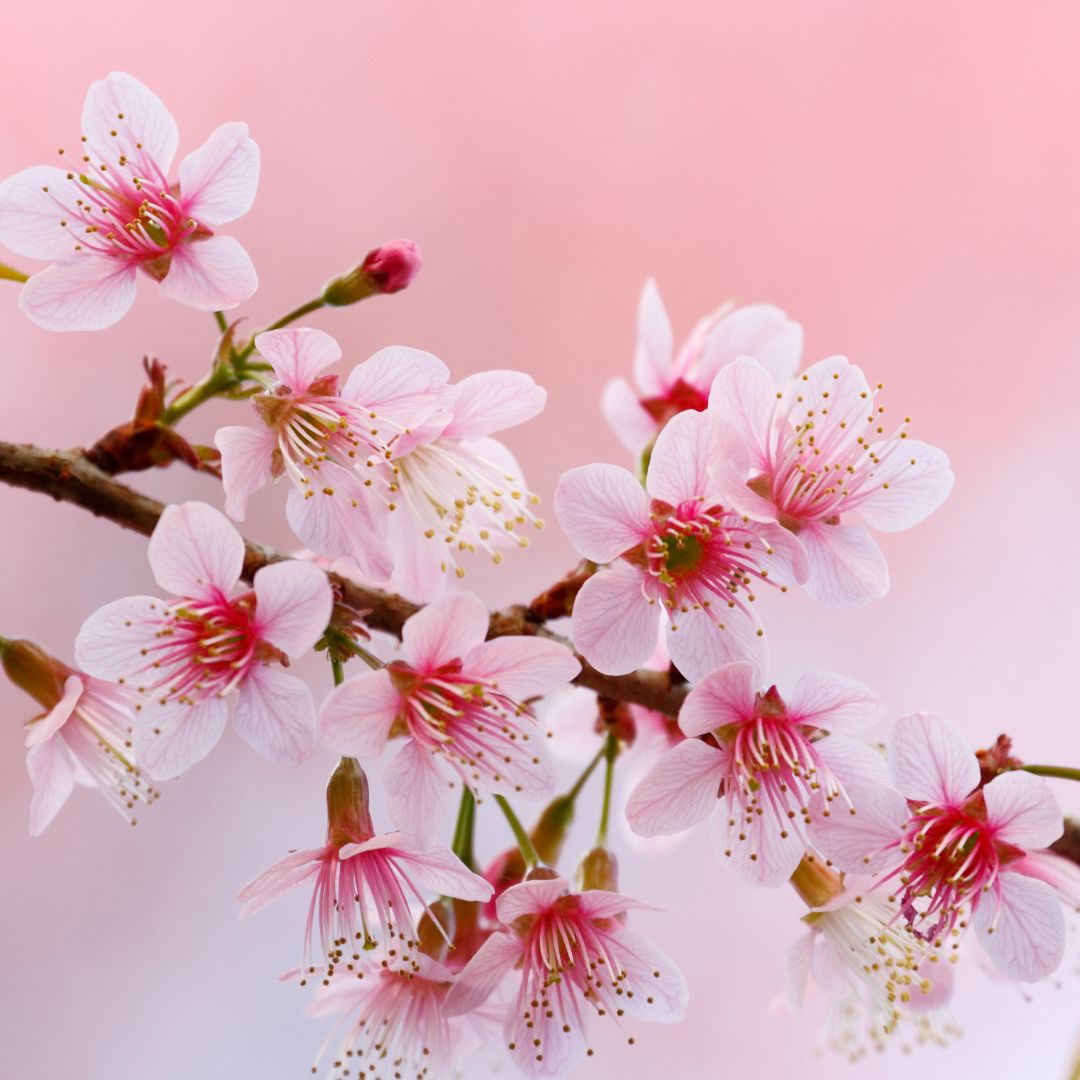 Blumenblüten Schwingungen - Argandini Titisari