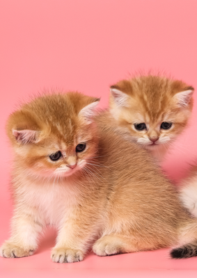 ESSENTIAL ANIMAL HEALING - by Argandini Titisari ESSENTIAL ANIMAL HEALING - by Argandini Titisari