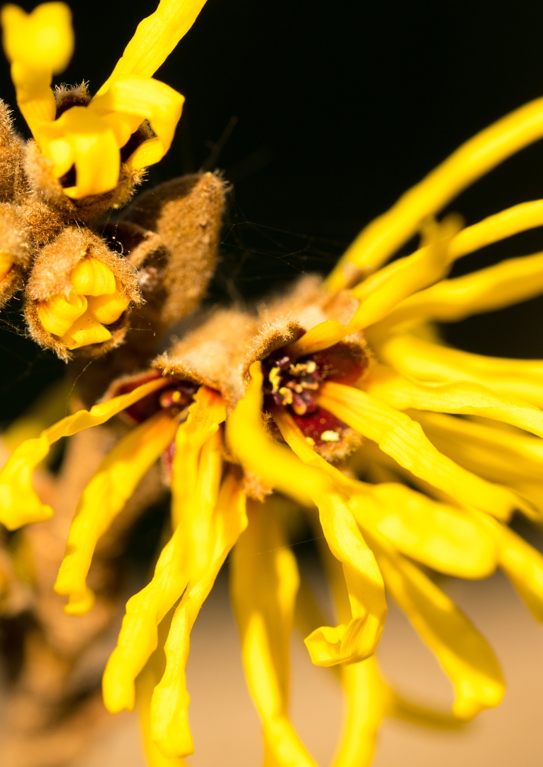 Hamamelis Essenz © -  Nicola Wellhausen