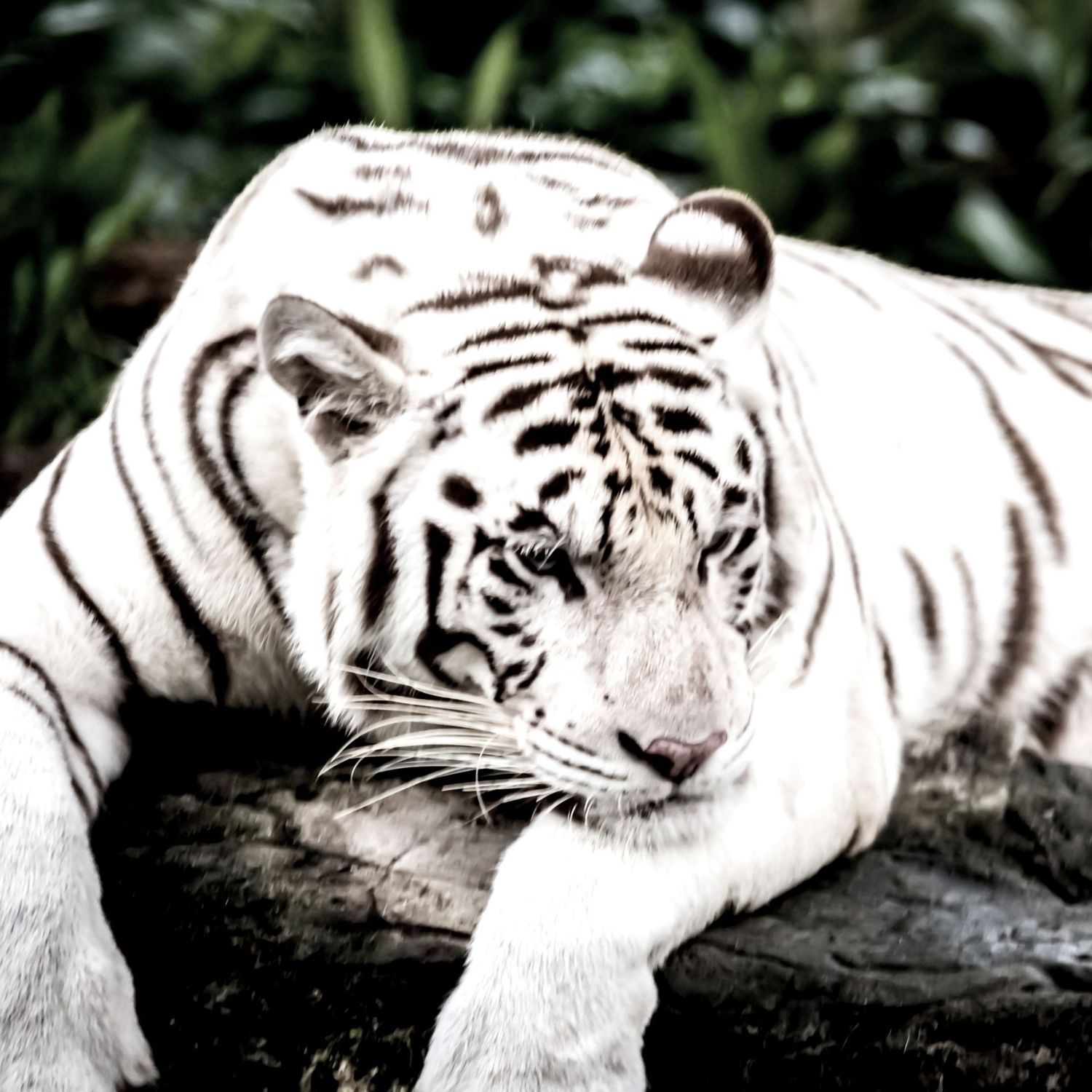 WHITE TIGER POWER ELIXIR - Lavinia  Sina Szendrei - HANDBUCH IN DEUTSCHER SPRACHE