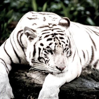 WHITE TIGER POWER ELIXIR - Lavinia  Sina Szendrei - HANDBUCH IN DEUTSCHER SPRACHE