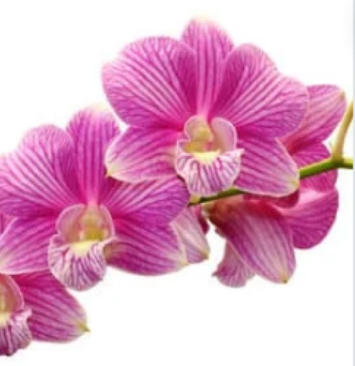 ORCHIDEEN-RETTUNGSMITTEL  - Ramón Martínez López