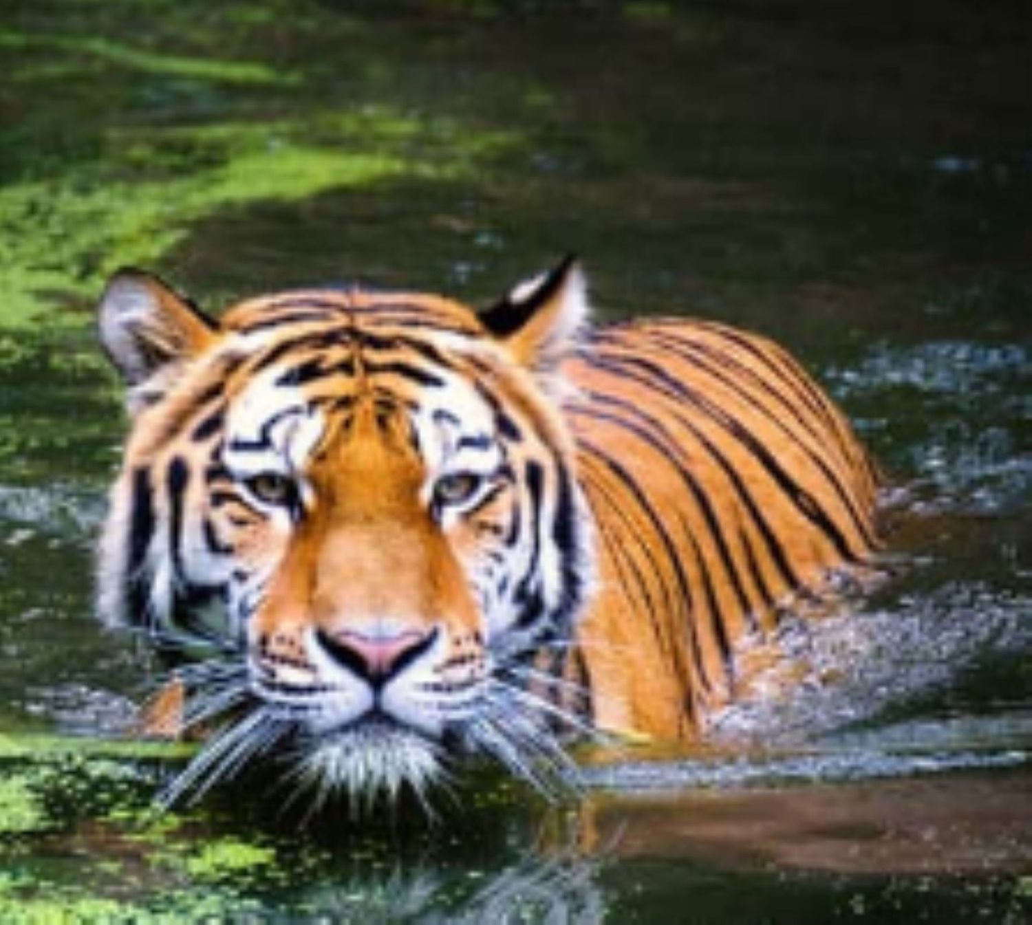 MACAN WULAN - Der Tiger des Mondes - Hari Andri Winarso