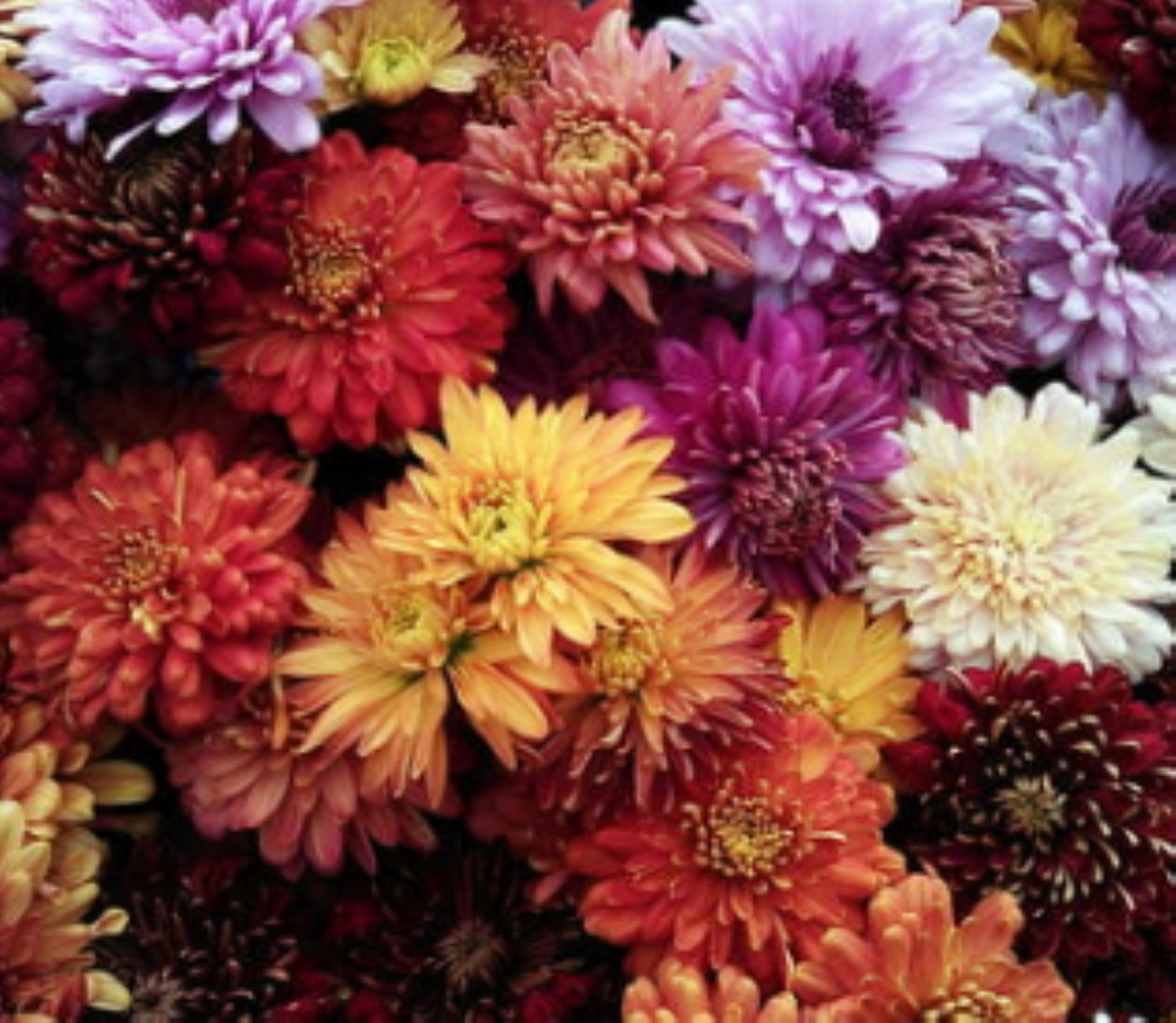 CHRYSANTHEMEN ESSENZ -  Hari Andri Winarso