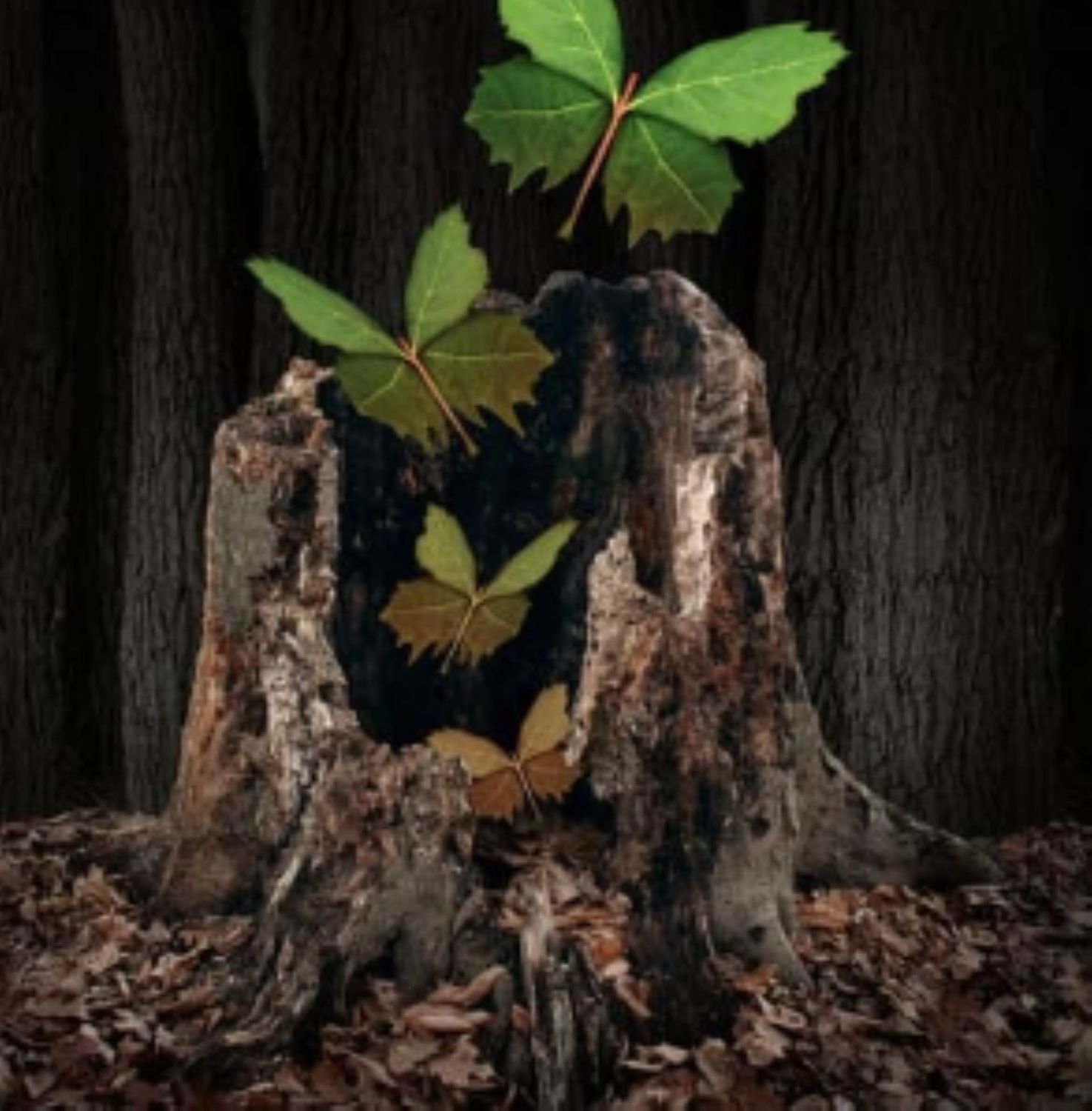SPIRIT PLANTS REIKI - Eilwen Guggenbühl