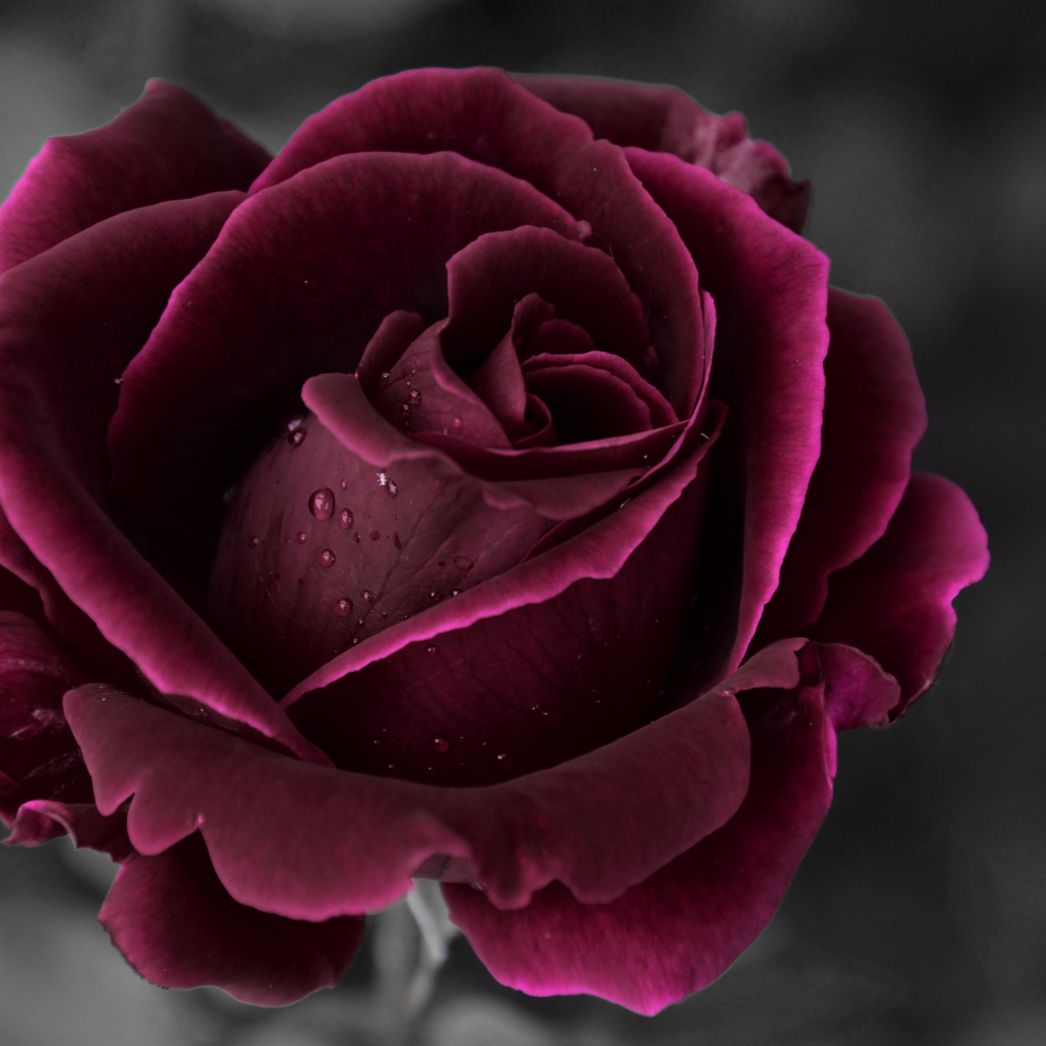 MYSTISCHE ROSE - Ramón Martínez López