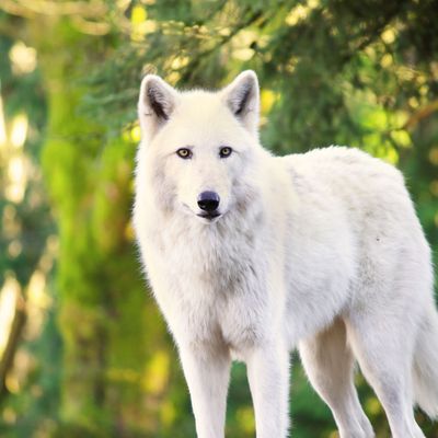 DER ELFENWOLF-FÜHRER - WEIßER ELFENWOLF-FÜHRER- Ekaterina Fedosova - 2024 - HANDBUCH IN DEUTSCHER SPRACHE