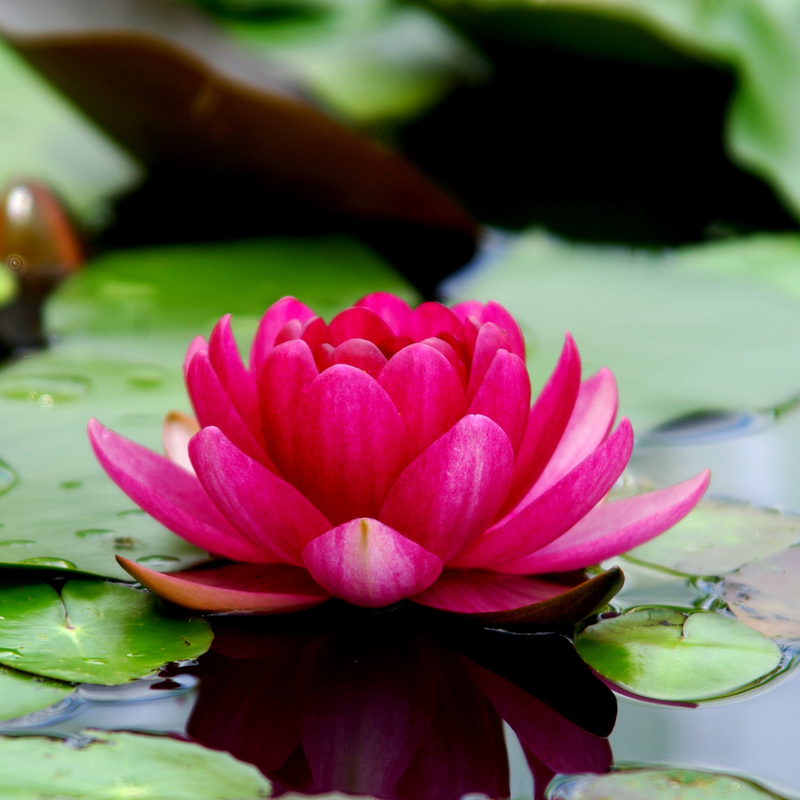 LOTUS REIKI - REIN SEIN WIE DER LOTUS - A.Z. Hannael - HANDBUCH IN DEUTSCHER SPRACHE