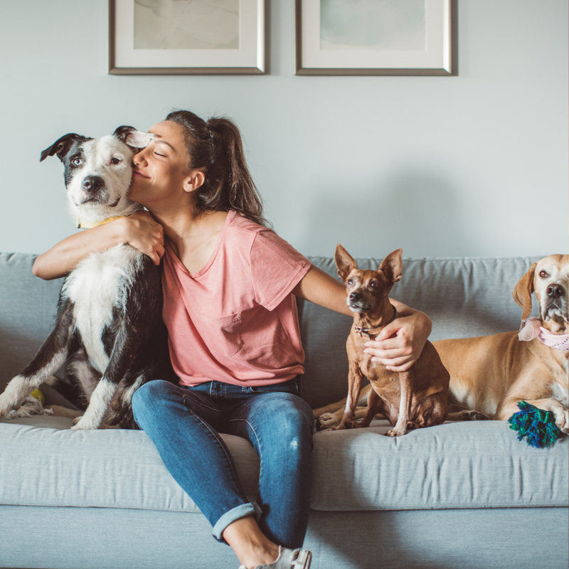 BESPRECHEN FÜR TIERE - Martina Kenny - HANDBUCH IN DEUTSCHER SPRACHE