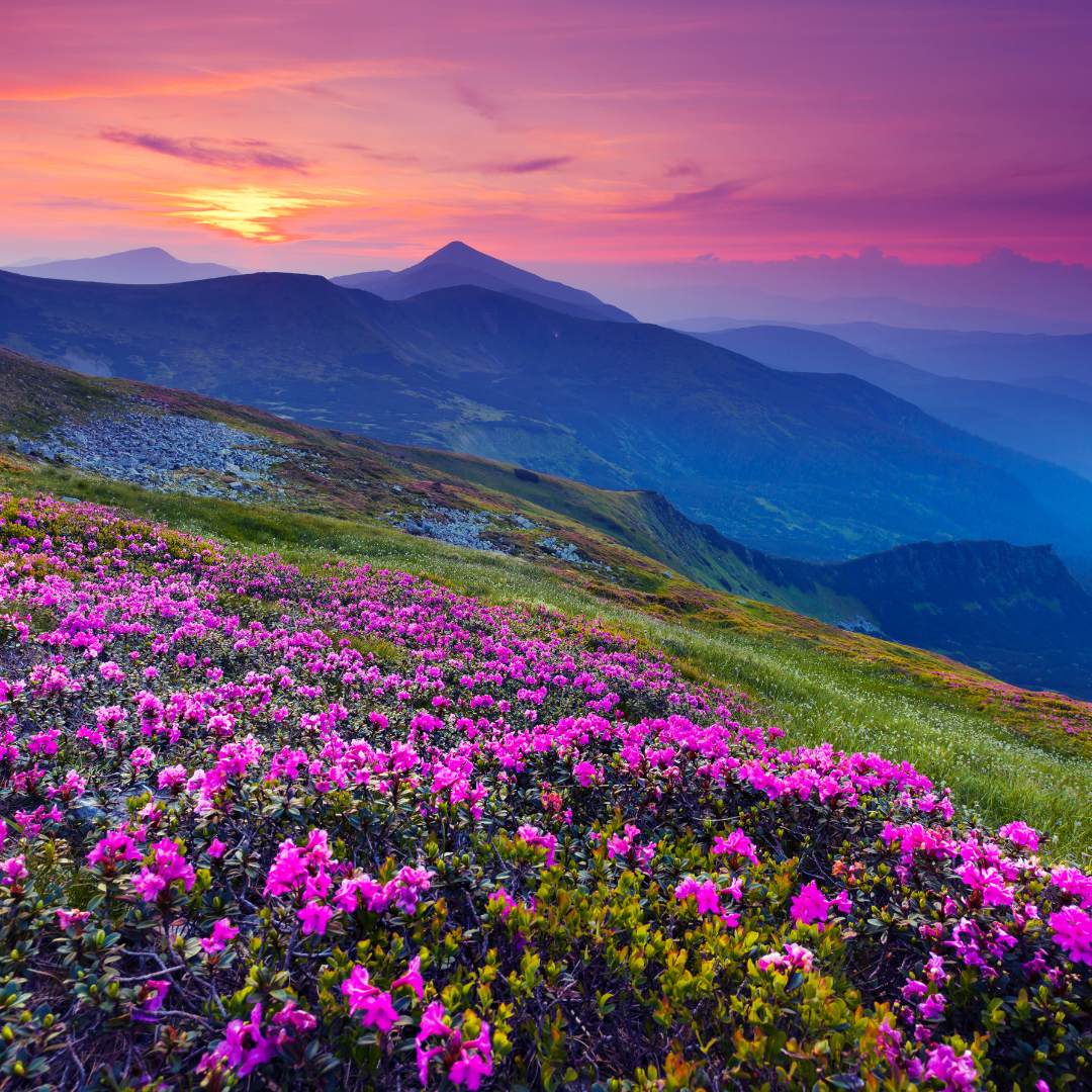 BERGBLÜTEN REIKI - Silvia Opali Dentler - HANDBUCH IN DEUTSCHER SPRACHE