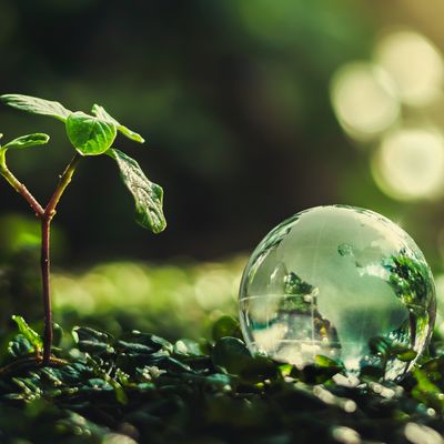 ELEMENTARE MAGISCHE ERDKRAFT ENERGIE - Manuela Fasoli  - 2024