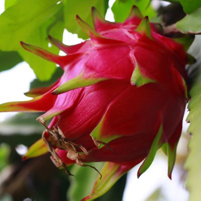 WEISSE FEUERDRACHEN BLUTFRUCHT BLUME HYLOCEREUS EINWEIHUNGEN -  Ramón Martínez López