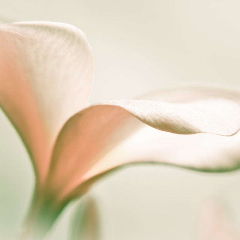 Blume von Aphrodite - Marijana Gabrielsen - HANDBUCH IN DEUTSCHER SPRACHE