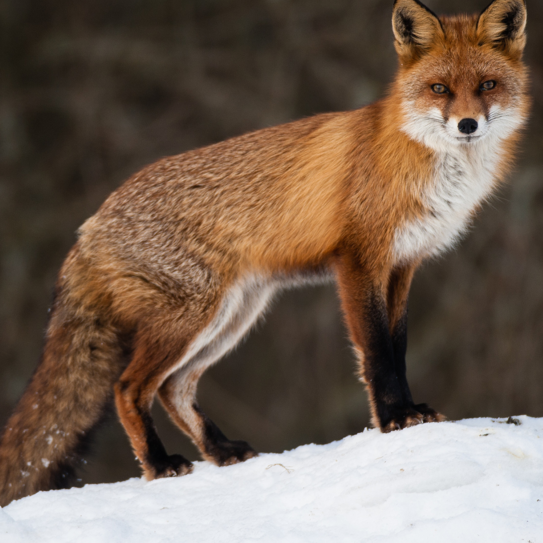 Magischer Fuchs der Elfen Reiki - Elvens Magic Fox Reiki - Ekaterina Fedosova -  HANDBUCH IN DEUTSCHER SPRACHE