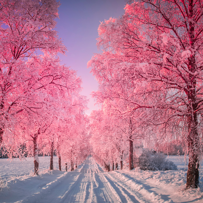 Rosa Baum - Pink Tree - Ekaterina Fedosova -  HANDBUCH IN DEUTSCHER SPRACHE
