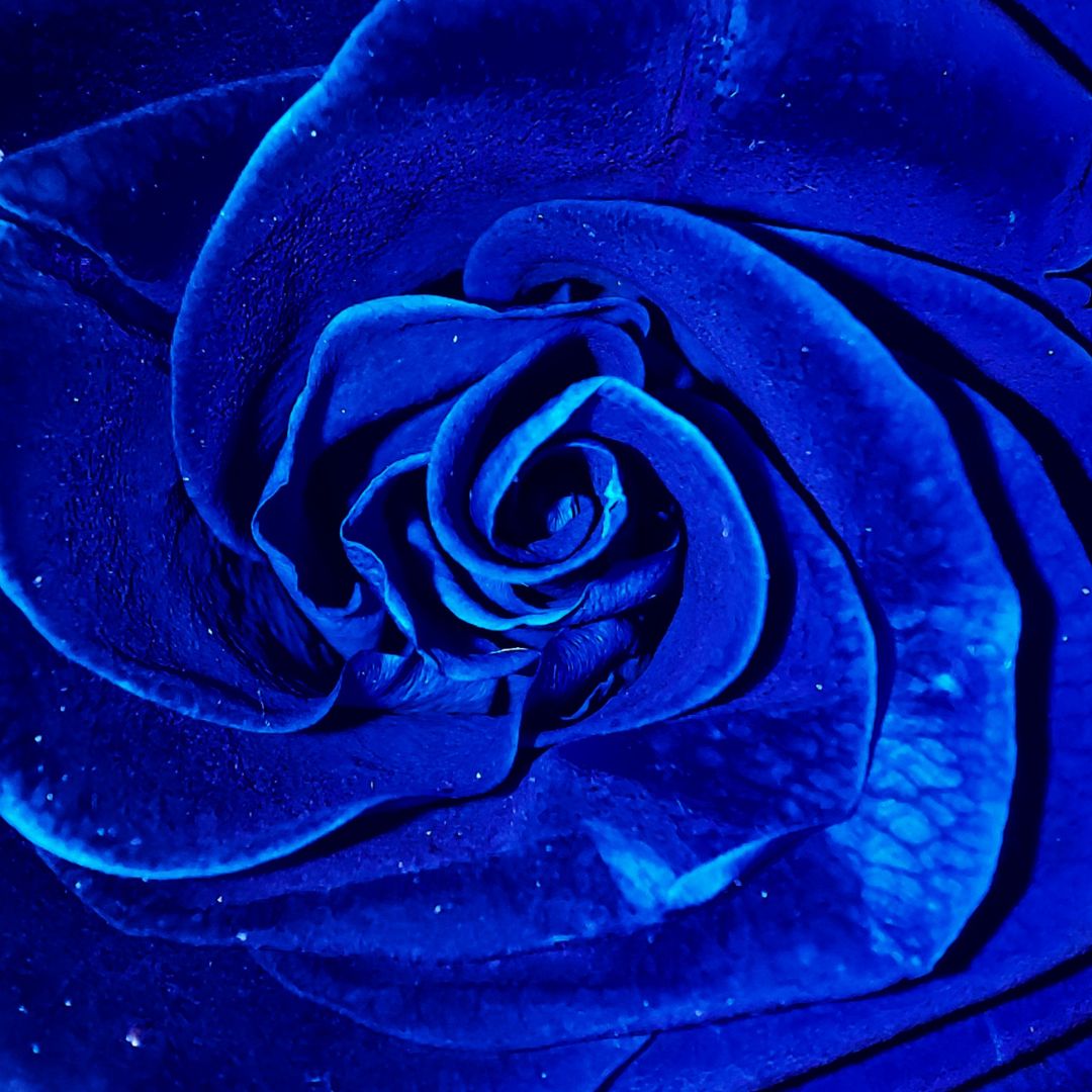 DIE BLAUE ROSE VON MARIA MAGDALENA UND IHR LICHT TEAM - Manuela Fasoli - 2021