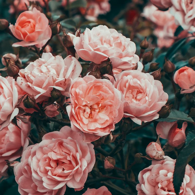 ROSENZAUBER- SPÜLUNG - Manuela Fasoli - 2022 ROSENZAUBER- SPÜLUNG - Manuela Fasoli - 2022