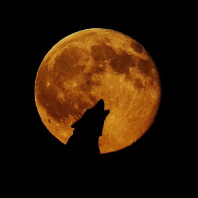 GOLDENER WOLF STRAHL ENERGETIK - Jalu Wasonoadi