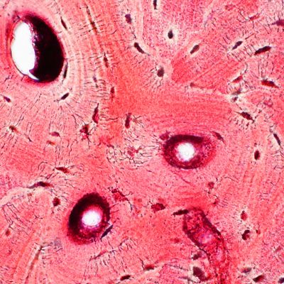 Bindegewebs-Service - Mariah Windsong-Couture - HANDBUCH IN DEUTSCHER SPRACHE Bindegewebs-Service - Mariah Windsong-Couture - HANDBUCH IN DEUTSCHER SPRACHE