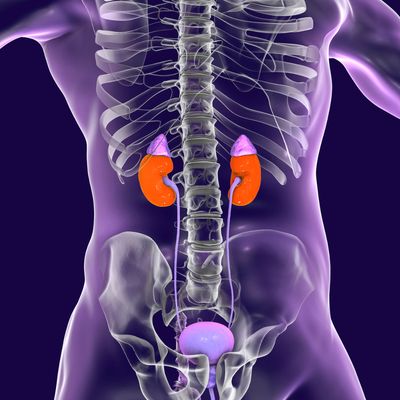 NEBENNIEREN CARE SHAKTI - Mariah Windsong-Couture -HANDBUCH IN DEUTSCHER SPRACHE NEBENNIEREN CARE SHAKTI - Mariah Windsong-Couture -HANDBUCH IN DEUTSCHER SPRACHE