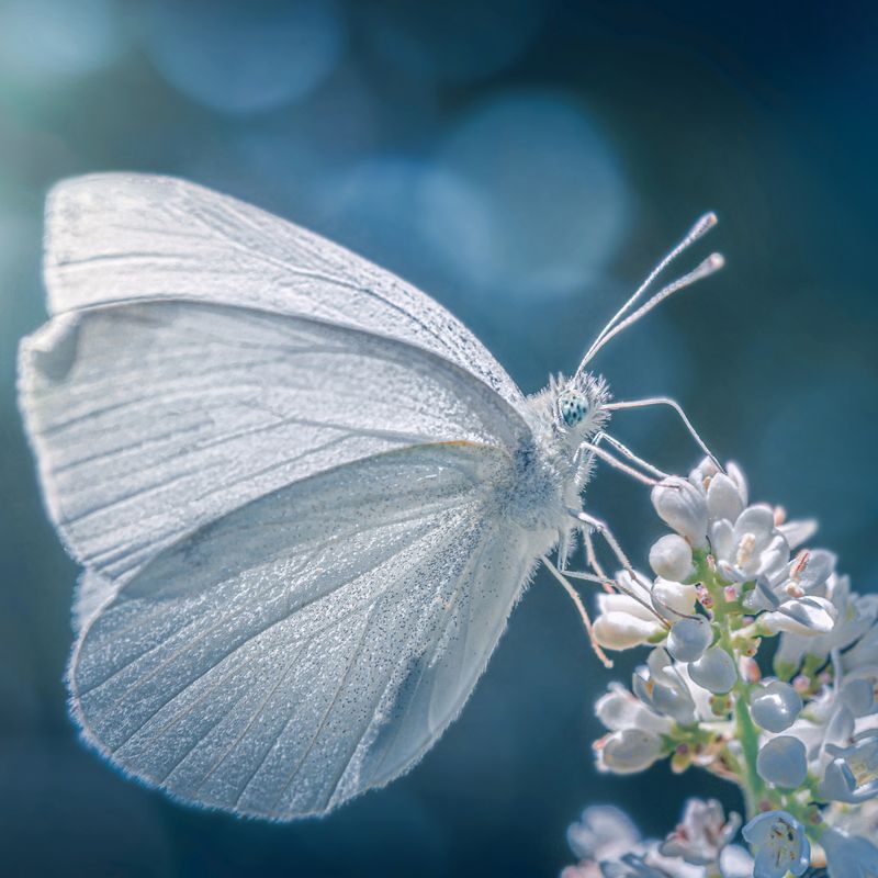 Weißer Schmetterling von Hera - Marijana Gabrielsen - HANDBUCH IN DEUTSCHER SPRACHE