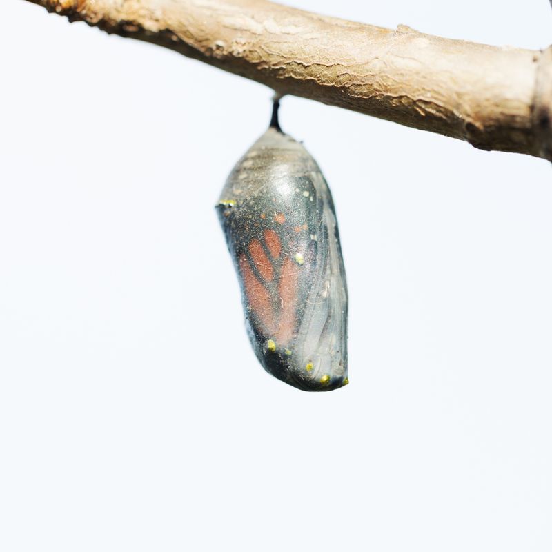 ÄTHERISCHER KOKON KLÄRUNG -   Argandini Titisari