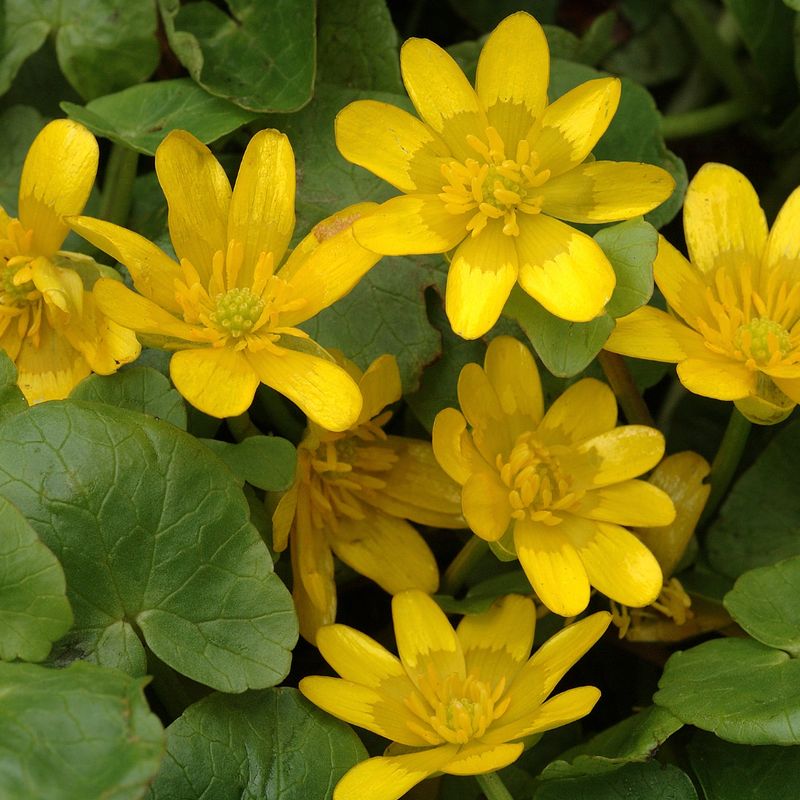 Celandine Essenz - Argandini Titisari