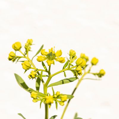 WEINRAUTE ESSENZ - A.Z. Hannael - HANDBUCH IN DEUTSCHER SPRACHE