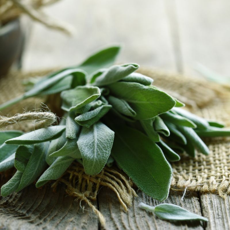 SALBEI ESSENZ - A.Z. Hannael - HANDBUCH IN DEUTSCHER SPRACHE SALBEI ESSENZ - A.Z. Hannael - HANDBUCH IN DEUTSCHER SPRACHE