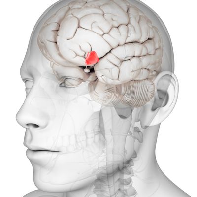 Hypothalamus - Hypophyse - Reiki - Silvia Opali Dentler - HANDBUCH IN DEUTSCHER SPRACHE
