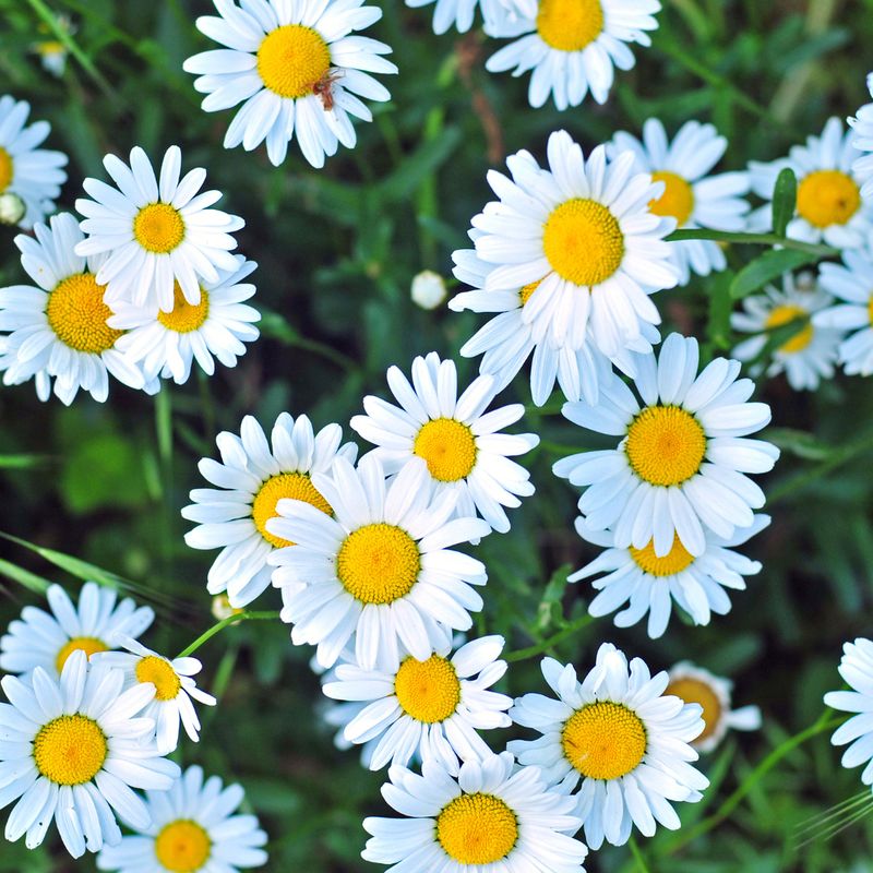 GÄNSEBLÜMCHEN REIKI - Silvia Opali Dentler - HANDBUCH IN DEUTSCHER SPRACHE GÄNSEBLÜMCHEN REIKI - Silvia Opali Dentler - HANDBUCH IN DEUTSCHER SPRACHE