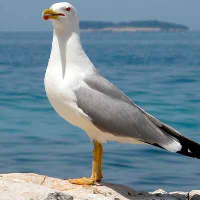 Verspielte Tricks der Möwe Ermächtigung - Playful Tricks of the Sea Gull - manual in English or German