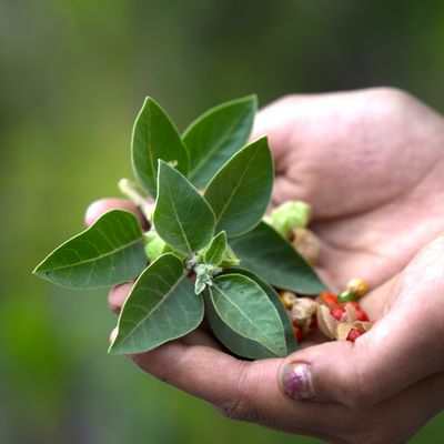 Fernkurs - Universelle Energiemedizin Therapeut/in - HANDBUCH IN DEUTSCHER SPRACHE Fernkurs - Universelle Energiemedizin Therapeut/in - HANDBUCH IN DEUTSCHER SPRACHE