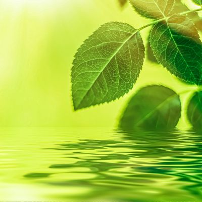 BIO - ENERGIE - RAUSCH - Ellen Dana'S Stamer und Tanja Sarah'Shan Wellmann - HANDBUCH IN DEUTSCHER SPRACHE