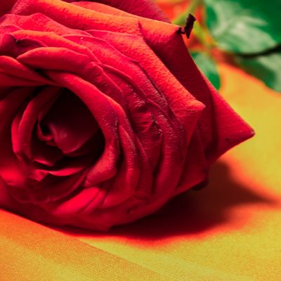 Vast Plain - The Endless Love -  Die endlose Ebene der endlosen Liebe - Ellen Dana'S Stamer und Tanja Sarah'Shan Wellmann - HANDBUCH IN DEUTSCHER SPRACHE