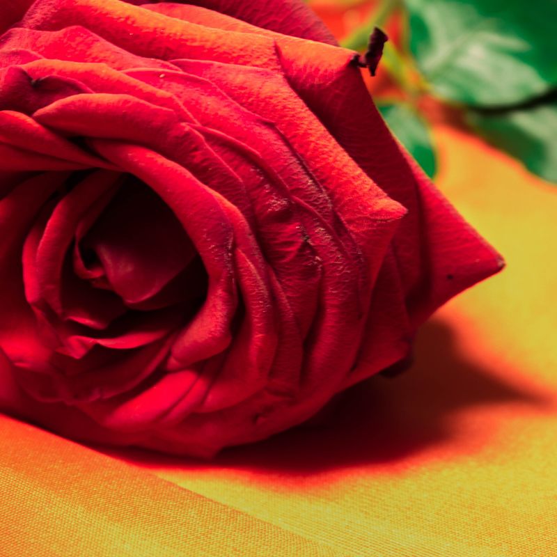 Vast Plain - The Endless Love -  Die endlose Ebene der endlosen Liebe - Ellen Dana'S Stamer und Tanja Sarah'Shan Wellmann - HANDBUCH IN DEUTSCHER SPRACHE