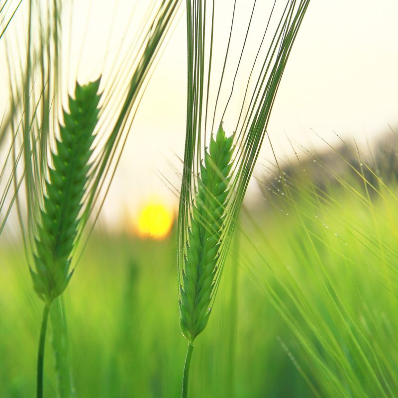 GERSTEN GRÜN ELIXIER - Mariah Windsong-Couture - Manual in German GERSTEN GRÜN ELIXIER - Mariah Windsong-Couture - Manual in German