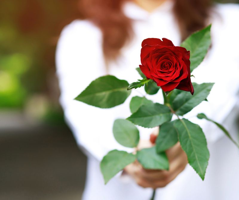 Sweet Pink Essence - Lavinia  Sina Szendrei - HANDBUCH IN DEUTSCHER SPRACHE